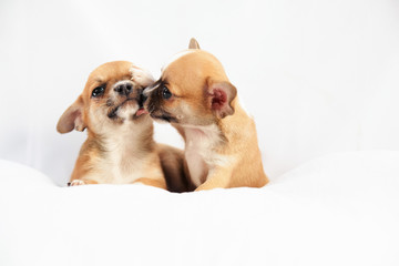 Chihuahua puppies play on a white background