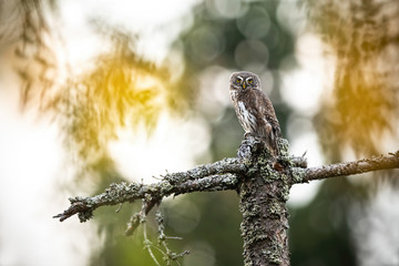 Attentive eurasian pygmy-owl, glaucidium passerinum, with big yellow eyes hunting from the lichen-covered tree. Adorable little owl resting in the woods. Bird with impressive feather coloration.