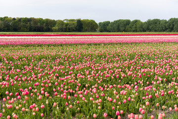 Tulips, the biggest symbol of beauty in netherlands.