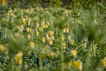 Tulips, the biggest symbol of beauty in netherlands.