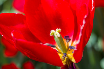 Tulips, the biggest symbol of beauty in netherlands.