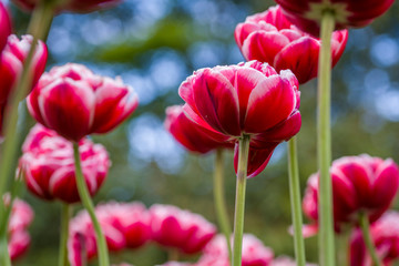 Tulips, the biggest symbol of beauty in netherlands.