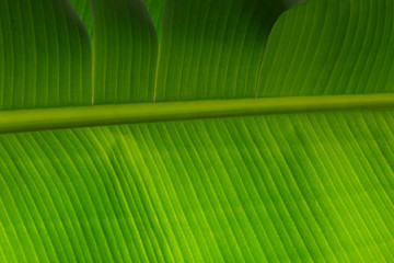 Wall Mural - Palm leaves texture