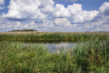 Sticker - River Narew seen from pathway for tourists in Narew National Park, close to the park authorities headquarters in Kurowo village, Poland