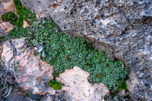 USA, Nevada, Clark County, Gold Butte National Monument. A Large Mat Of The Liverwort Species Asterella Californica Growing Among Rocks With Moss And Ferns. The Thalli Are Dotted With Fruiting Bodies.