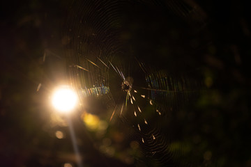 spider web with dew drops