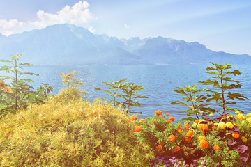 Wall Mural - Plants blossom at the promenade of Geneva Lake in Montreux, Swiss Riviera. Sunlight toned