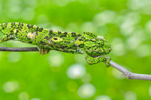 Macro Shots, Beautiful Nature Scene Green Chameleon 