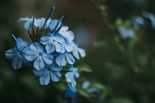 A Beautiful Cluster Of Blue Plumbago Flowers