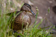 Close-Up Of Female Mallard Duck By Grass