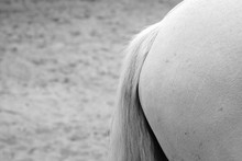 Cropped Image Of Horse Tail