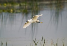 This Image Shows A Wild Bubulcus Ibis Cattle Egret Bird Flying Over Wetland Waters.