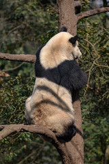 Wall Mural - Panda Bear Climbing a tree in the forest of Bifengxia nature reserve, Ya'an, Sichuan Province China. Protected Species, Cute Young Male Fluffy Panda Stretching to climb to the top of a tree.