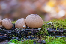 A Close-up Of Two Pear-shaped Puffballs Growing On A Log