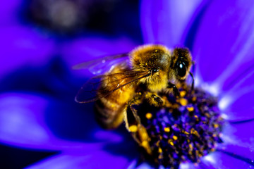 bee on blue flower