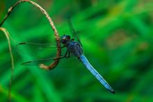 Close-Up Of Blue Dragonfly On Twig