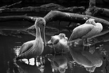 Pelicans Resting In Lake Against Fallen Tree