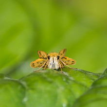 Close-Up Of Fiery Skipper On Plant