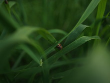 High Angle View Of Ladybugs Mating On Grass