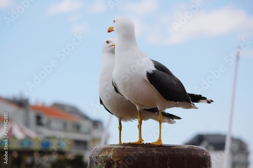 Cuadros en Lienzo Close-Up Of Seagulls Perching On Bollard Against Sky