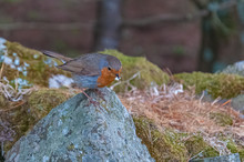 Robin On A Rock With Small Fragment Of Food In Its Beak. Concept: Animal Life, Food Search