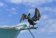 Low Angle View Of Pelican Perching On Boat Against Sky