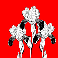 Vector Hand Drawn Illustration Of Irises Isolated. Creative Tattoo Artwork.  Template For Card, Poster, Banner, Print For T-shirt, Coloring,  Patch.
