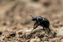 Close-Up Of Black Beetle