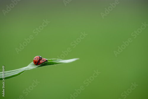 Photographie Two ladybug on grass macro close up, love concept