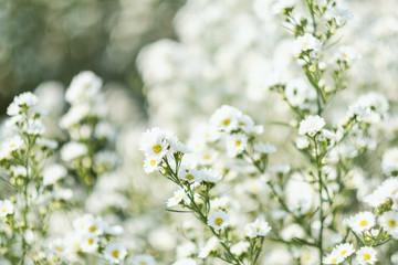 Wall Mural - Closeup image of a beautiful Cutter flower field