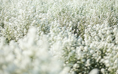 Wall Mural - Closeup image of a beautiful Cutter flower field