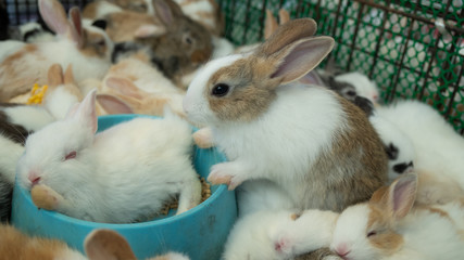 Cute rabbit in a cage