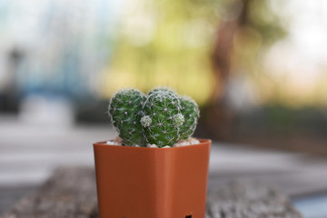 Wall Mural - cactus in pot