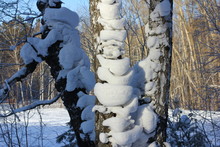 Snow Sugrobs On Trunks And Tree Branches In The Winter Forest.