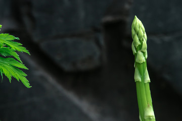 Organic healthy vegetarian food concept. Greens on dark background. Asparagus growing in the garden