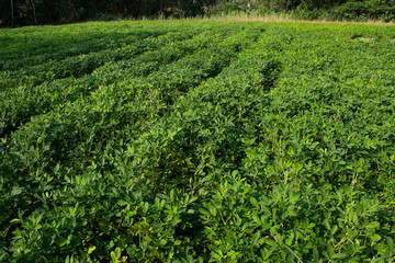 Peanut tree in the field The stems can be used as animal feed.