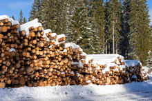 Forest Pine Trees Log Trunks Felled By The Logging Timber Industry Covered With Snow In Winter