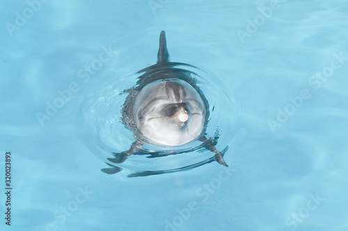 Photo view of nice bottle nose dolphin swimming in blue crystal water