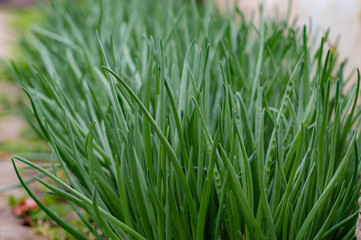 Wall Mural - Fresh green onion leaves. Green onion background full image with place for text.