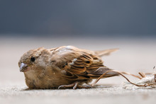 Little Sparrow Get Injured At Its Leg And Lying On The Concrete Floor