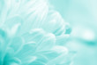 canvas print picture - Blurred silhouettes of petals of beautiful white flowers toned in the turquoise color (copy space for your text), soft focus, springtime concept