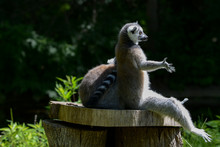 Lemurs Sitting On Wood In Forest