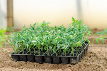 Wall Mural -  Fresh green young tomatoes seedlings in plastic containers are preparing for planting in a greenhouse. Greenhouse plants. Organic Tomato Growing