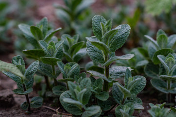 Wall Mural - growing young shoots of mint