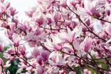 Fototapeta Storczyk - pink blossom of magnolia tree. big flowering on the twigs in sunlight. spring season in the garden. bright ornamental background