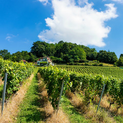 Wall Mural - Chalet and Lavaux Vineyard Terraces hiking trail, Lavaux-Oron district, Switzerland