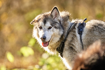  Alaskan Malamute 