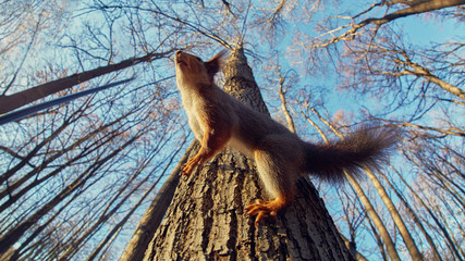 Wall Mural - Portrait of a funny squirrel on a tree