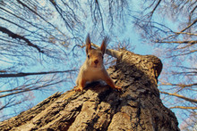Portrait Of A Funny Squirrel On A Tree