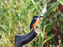 Close-up Of Kingfisher Perching On Wood